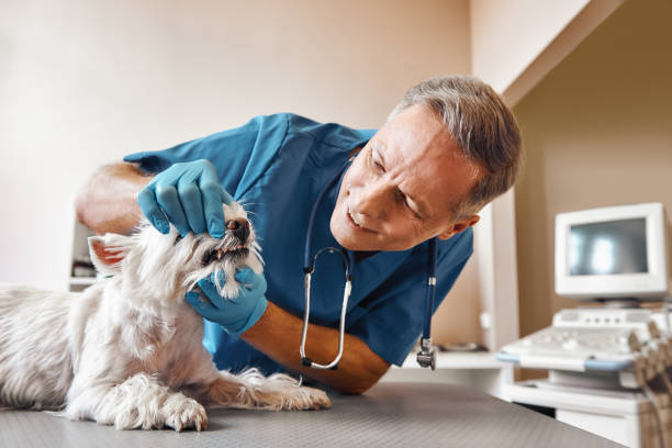 Best Emergency Tooth Extraction in Grants Pass, OR